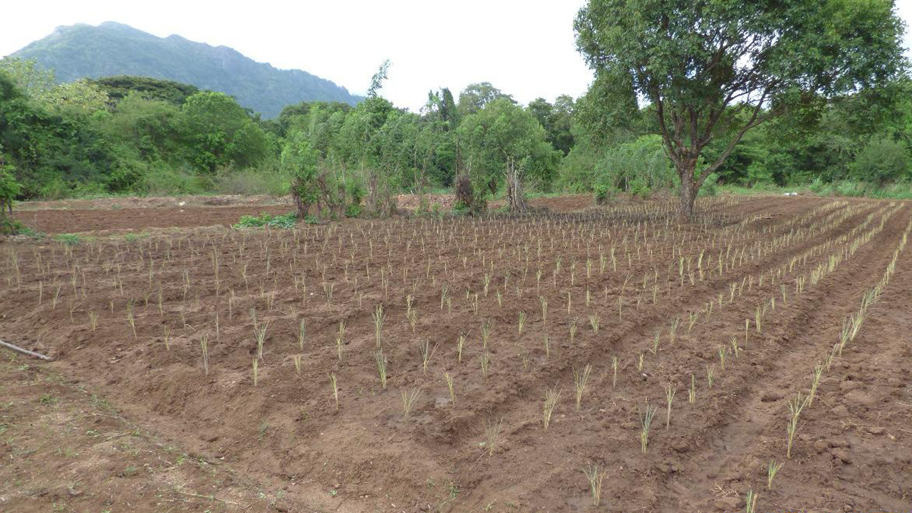 Farm 1